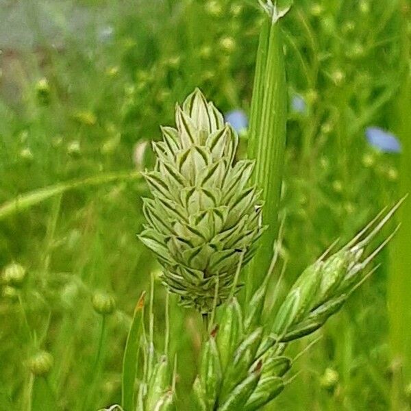 Phalaris canariensis Кветка