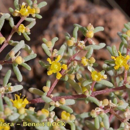 Zygophyllum simplex Sonstige