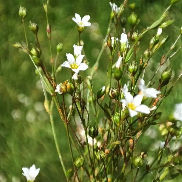 Linum catharticum Blüte