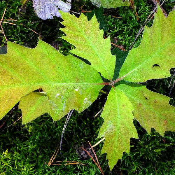 Quercus rubra Лист