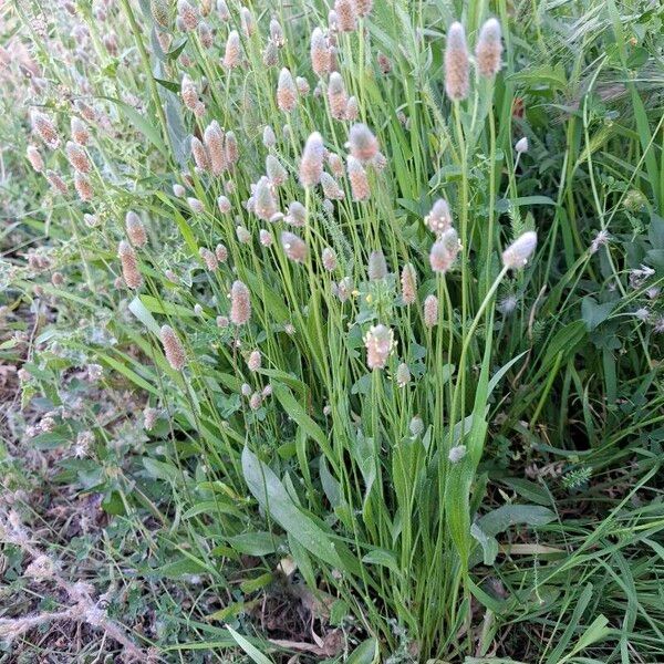 Plantago lagopus Alkat (teljes növény)