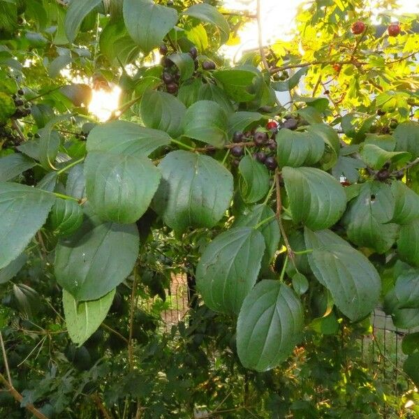 Rhamnus cathartica Blad