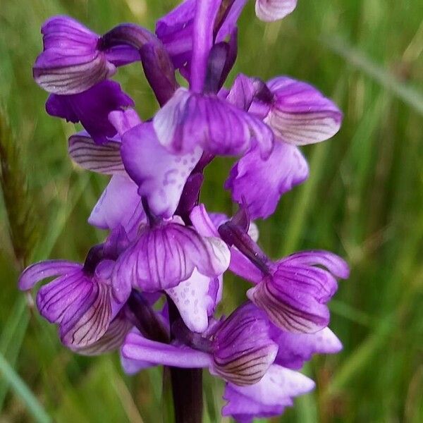 Anacamptis morio 花