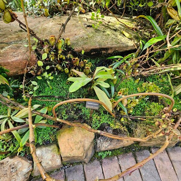 Nepenthes ampullaria Habit