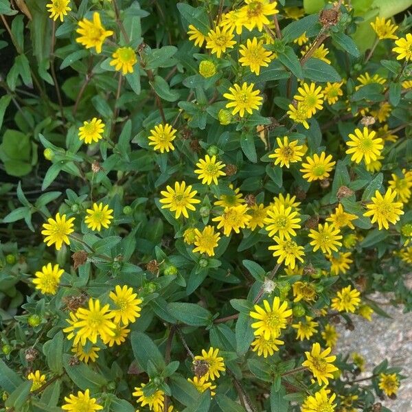 Sanvitalia procumbens Fiore