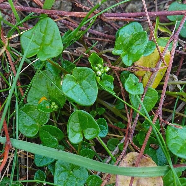 Cochlearia danica Habitus