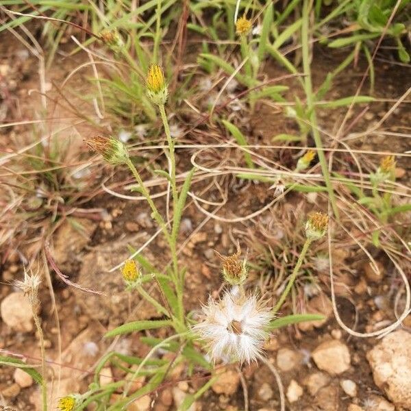 Hirpicium diffusum Flower