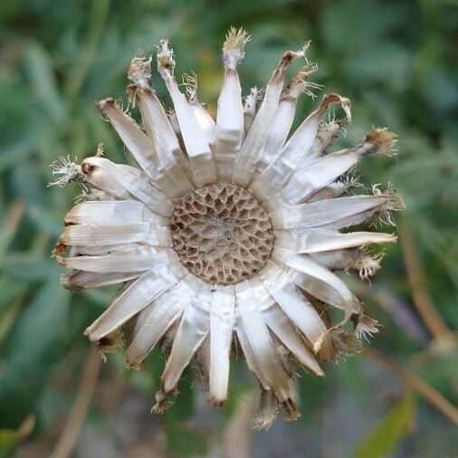 Centaurea scabiosa Квітка