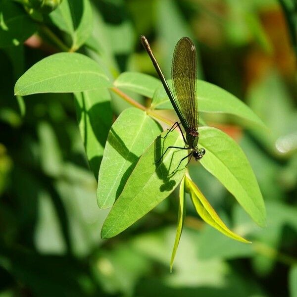 Hypericum hircinum Leaf