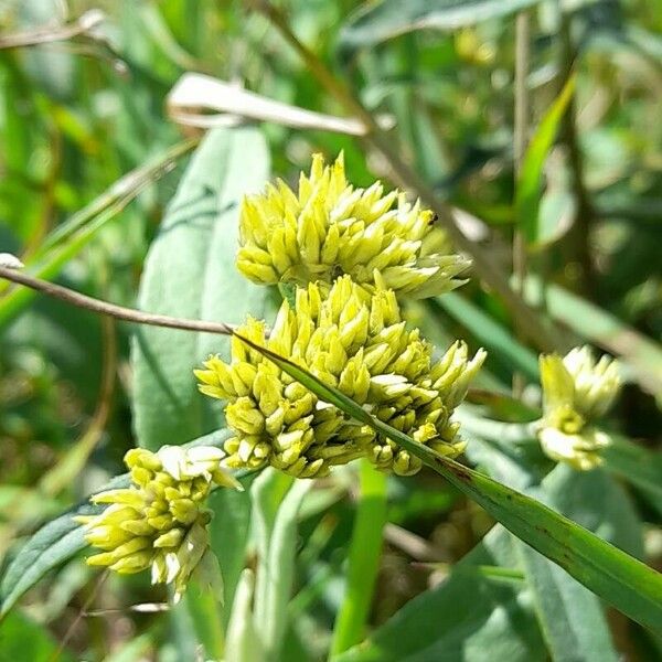 Achyrocline saturejoides Flower