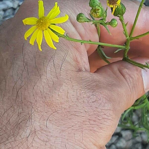 Senecio inaequidens പുഷ്പം