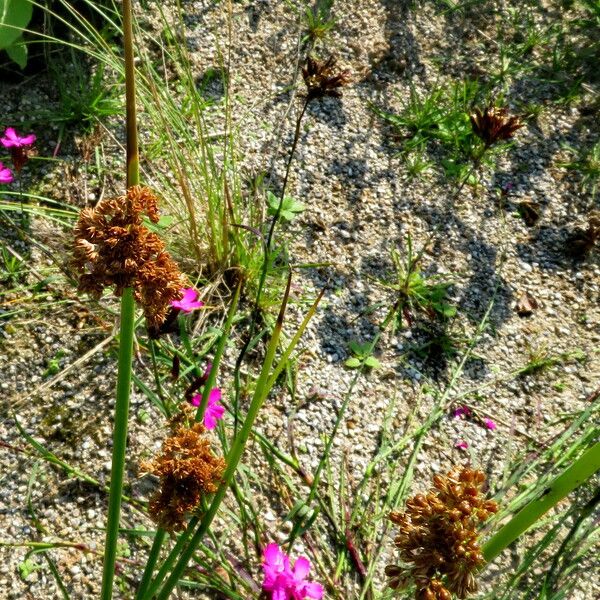 Scirpus atrovirens Květ