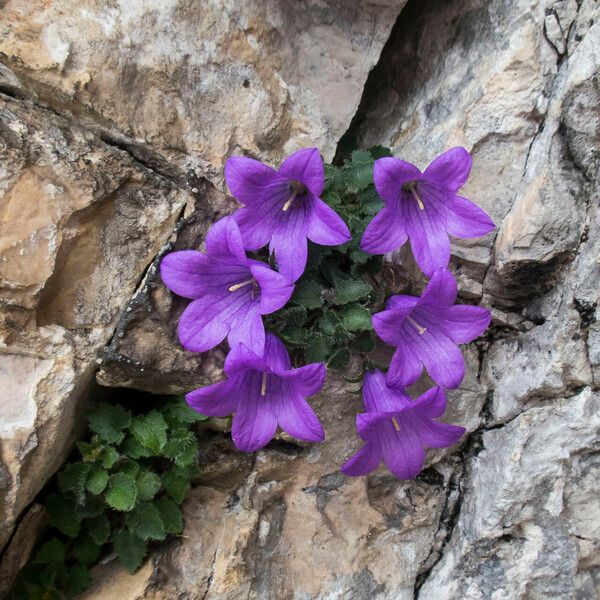 Campanula morettiana 花