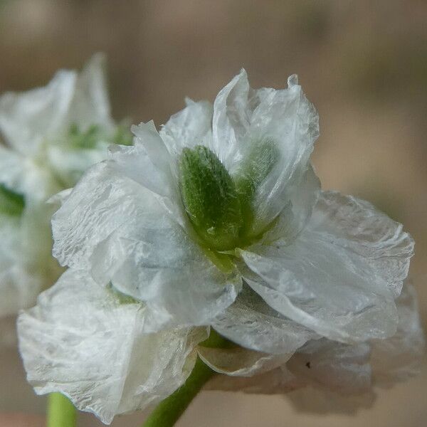 Paronychia kapela Bloem