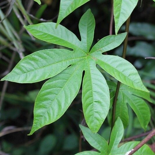 Merremia tuberosa 叶