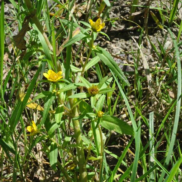 Bidens cernua ফুল