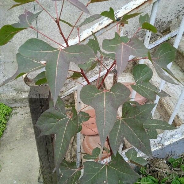 Liquidambar formosana Habit