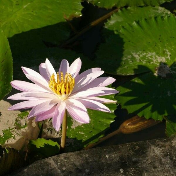 Nymphaea nouchali Flor