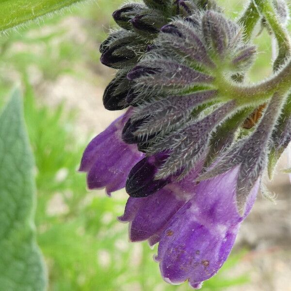 Symphytum officinale Blomma