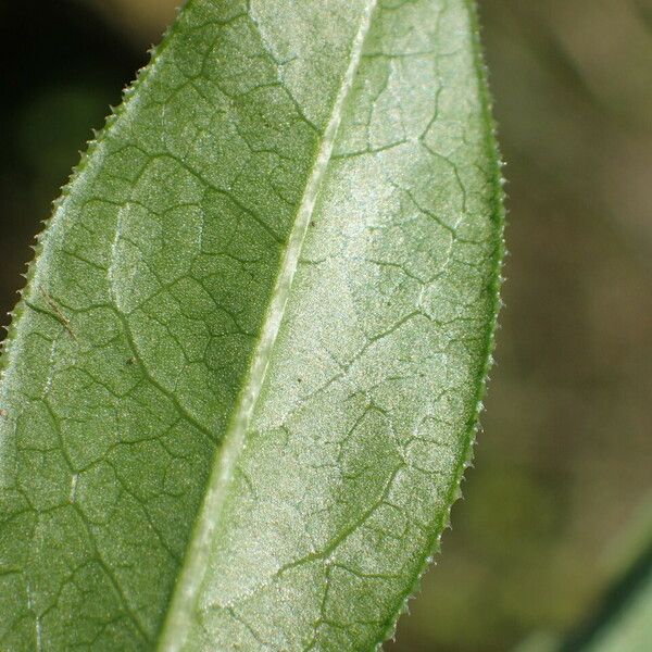 Rubia tinctorum Leaf
