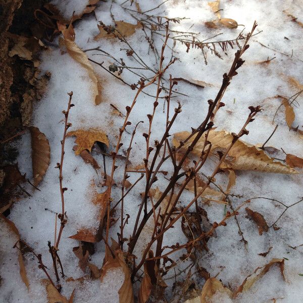 Epifagus virginiana Hábitos