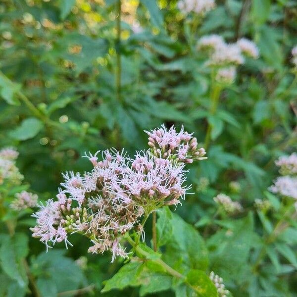 Eupatorium cannabinum ফুল