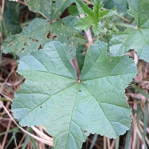 Malva sylvestris Листок