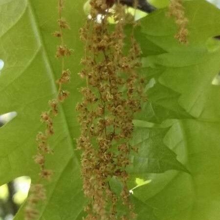 Quercus coccinea Çiçek