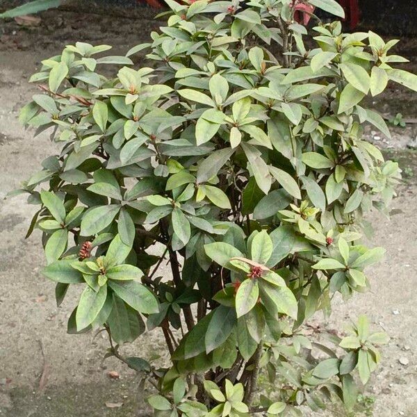 Ixora chinensis Leaf