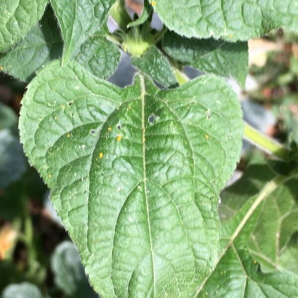 Tithonia rotundifolia 葉