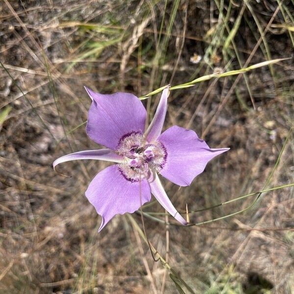 Calochortus macrocarpus Cvet