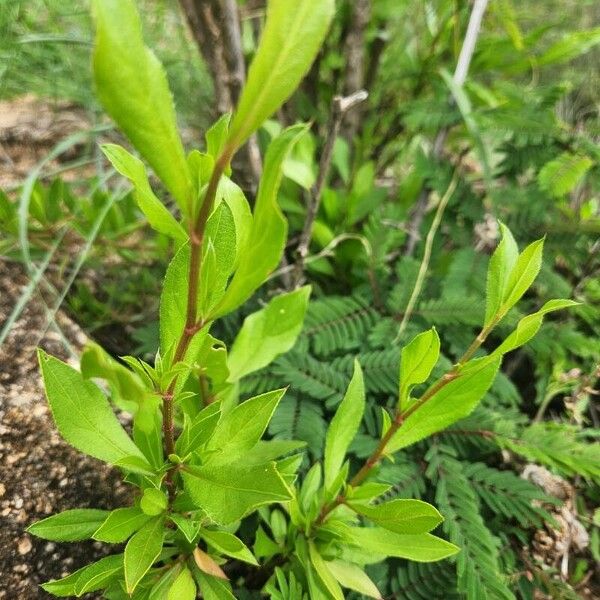 Ceratostigma abyssinicum Лист