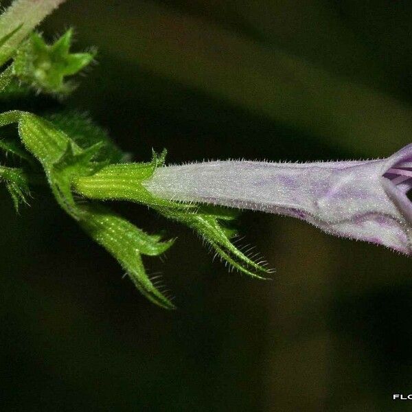 Clinopodium menthifolium Blüte