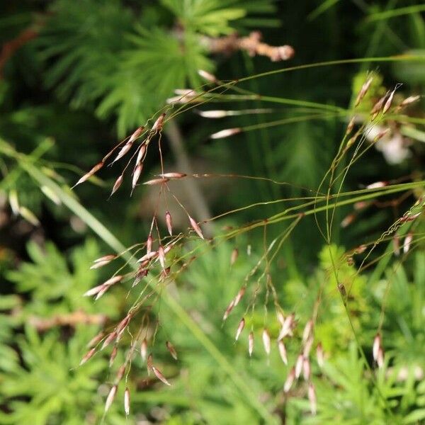 Agrostis mertensii Квітка