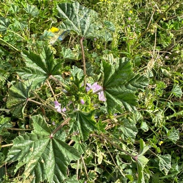 Malva multiflora Hábitos