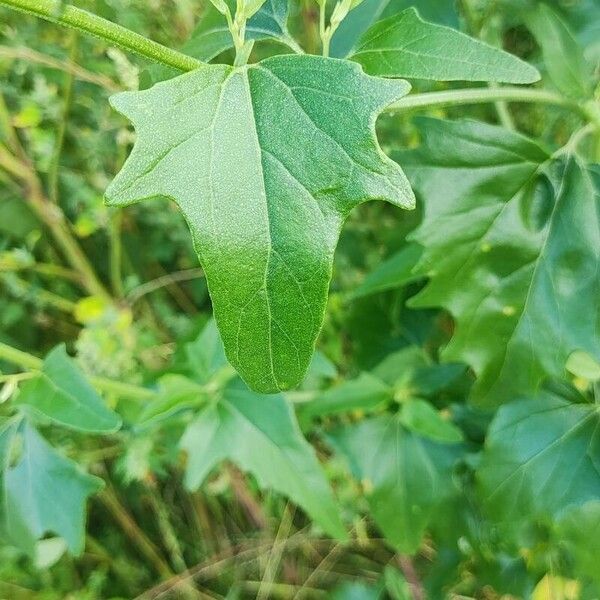 Atriplex sagittata Leaf