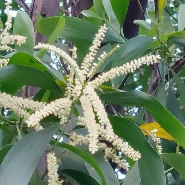 Acacia mangium Flower