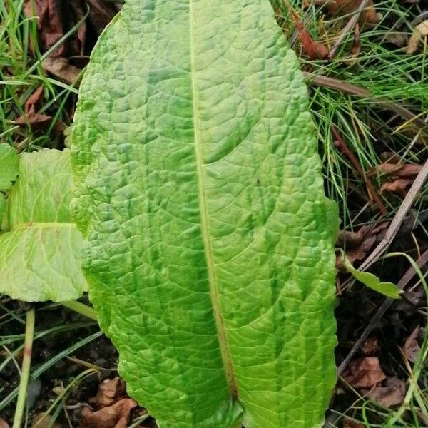 Rumex obtusifolius Fuelha