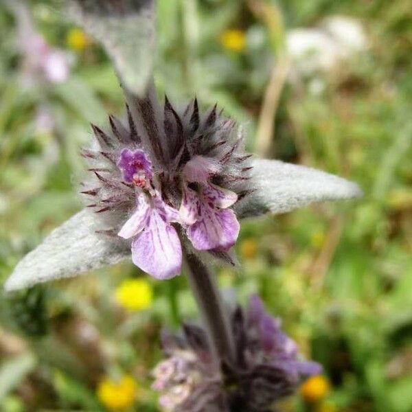 Stachys cretica Flower