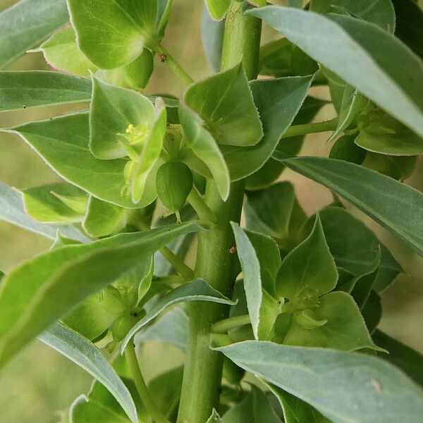 Euphorbia falcata Coajă