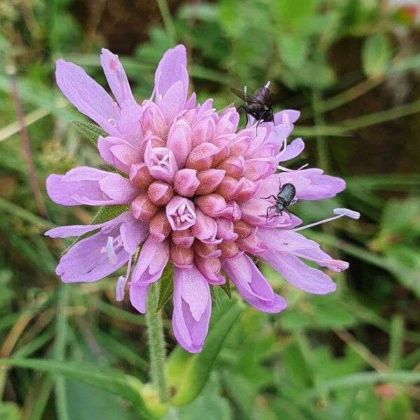 Knautia dipsacifolia Flower