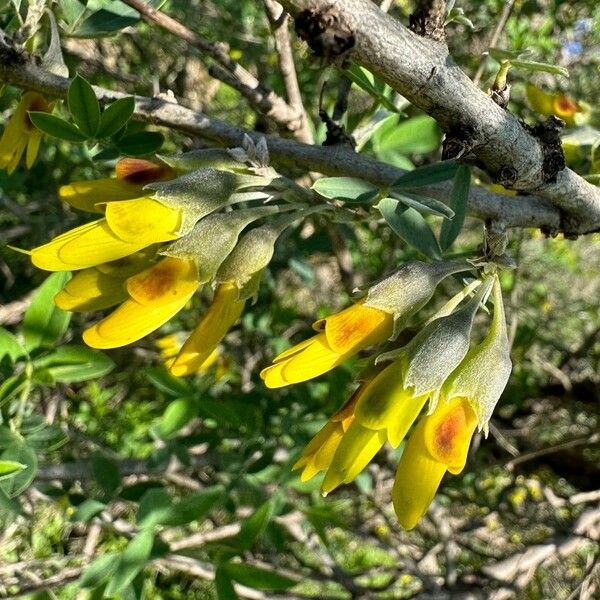 Anagyris foetida फूल