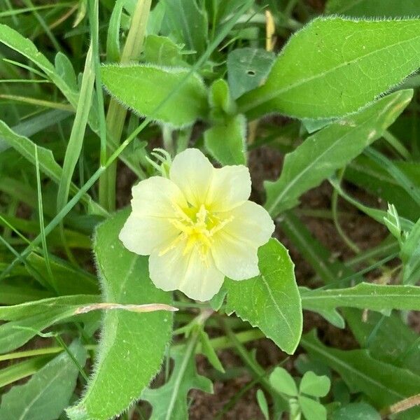 Oenothera laciniata 花