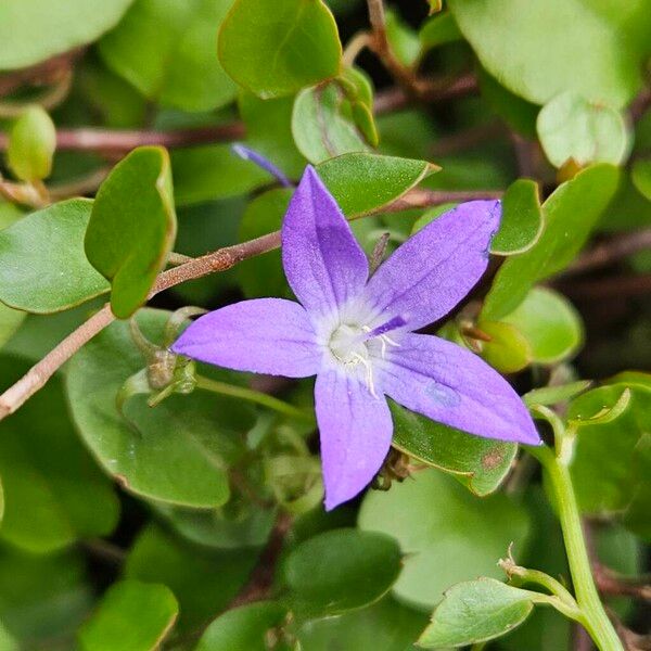 Campanula poscharskyana Blomst