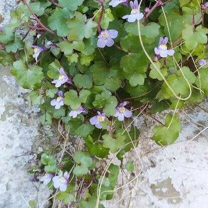 Cymbalaria muralis Flor