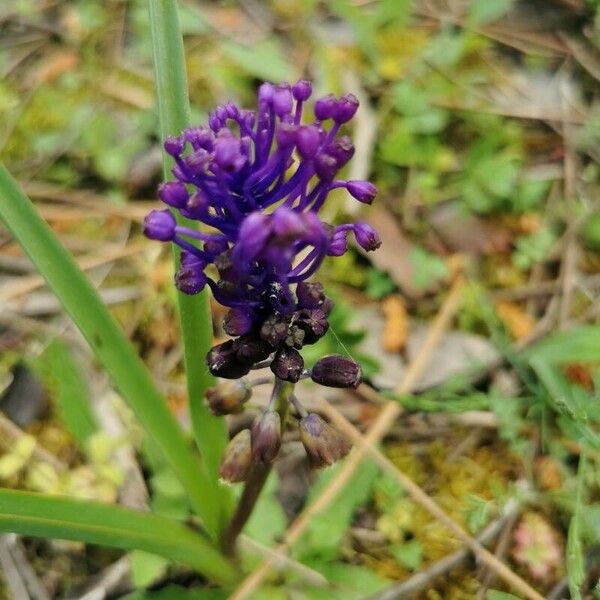 Muscari comosum 花