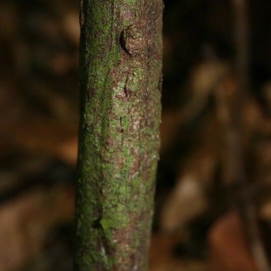 Licaria chrysophylla Bark