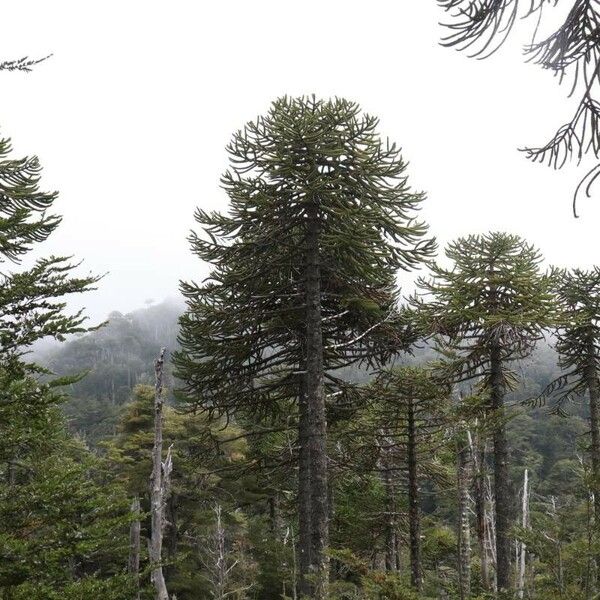 Araucaria araucana Hábito