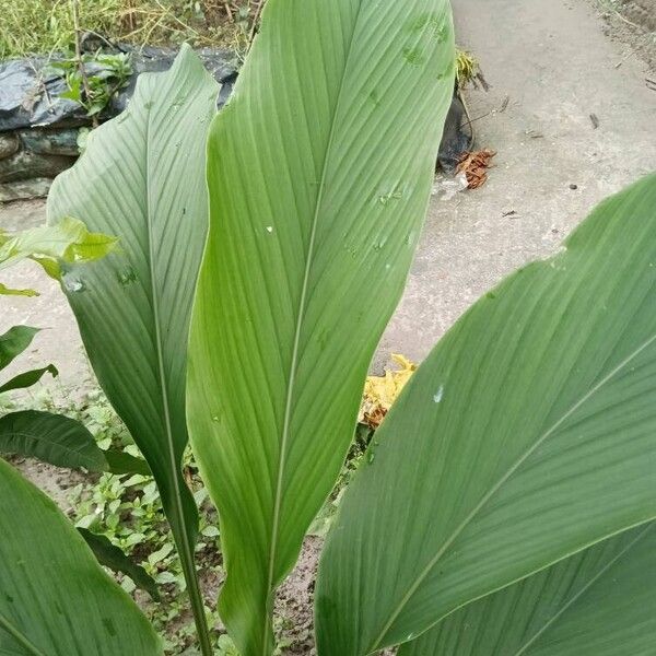 Curcuma longa Ліст