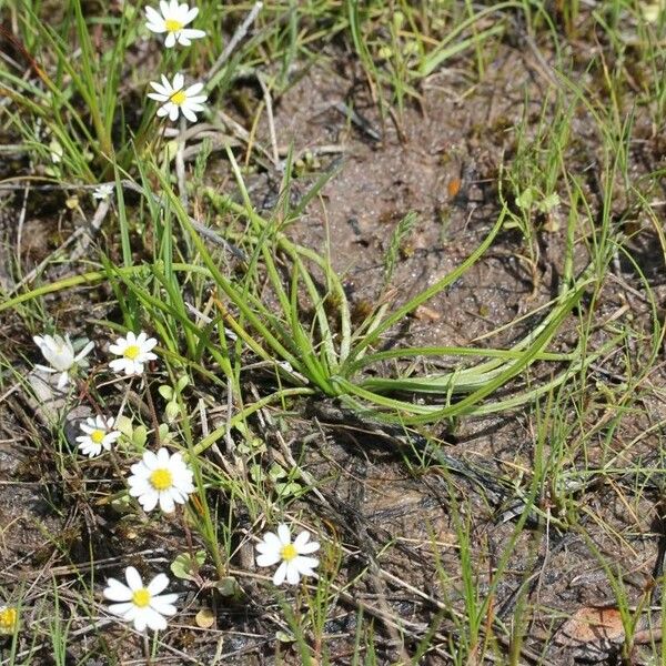 Isoetes longissima Habit